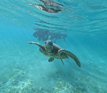 宮古島 ADVENTURE PiPi（ミヤコジマ アドベンチャー ピピ）に投稿された画像（2025/3/22）