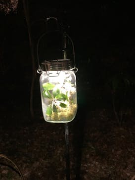 六義園に投稿された画像（2025/3/22）