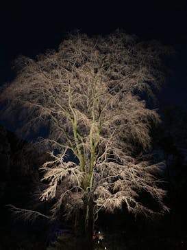 六義園に投稿された画像（2025/3/22）