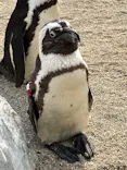 仙台うみの杜水族館に投稿された画像（2025/3/23）
