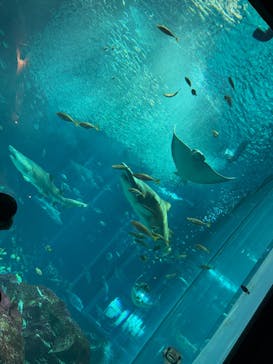 マリンワールド海の中道に投稿された画像（2025/3/22）