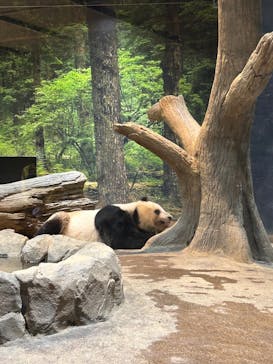 恩賜上野動物園に投稿された画像（2025/3/22）