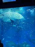 アクアワールド茨城県大洗水族館に投稿された画像（2025/3/23）