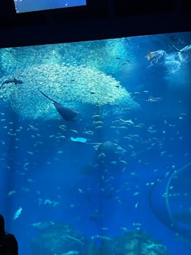 アクアワールド茨城県大洗水族館に投稿された画像（2025/3/22）