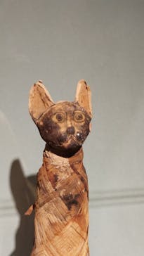 特別展「古代DNA－日本人のきた道」（国立科学博物館）に投稿された画像（2025/3/22）