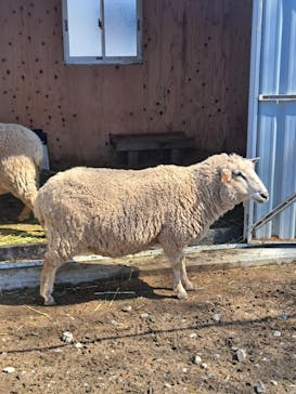 滋賀農業公園ブルーメの丘に投稿された画像（2025/3/22）