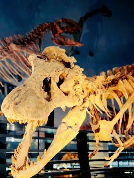 福井県立恐竜博物館に投稿された画像（2025/3/23）