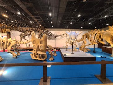 福井県立恐竜博物館に投稿された画像（2025/3/23）
