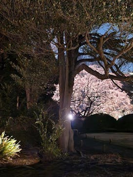 六義園に投稿された画像（2025/3/23）