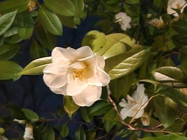 六義園に投稿された画像（2025/3/23）