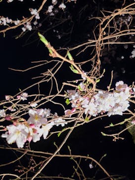 六義園に投稿された画像（2025/3/23）