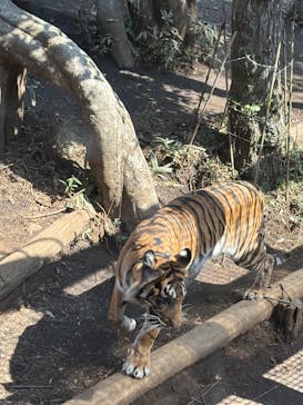 恩賜上野動物園に投稿された画像（2025/3/23）