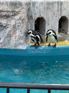 恩賜上野動物園に投稿された画像（2025/3/23）