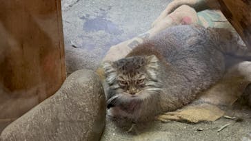 恩賜上野動物園に投稿された画像（2025/3/23）