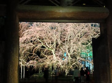 六義園に投稿された画像（2025/3/23）