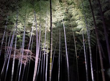 六義園に投稿された画像（2025/3/23）