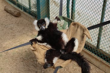 東北サファリパークに投稿された画像（2025/3/23）