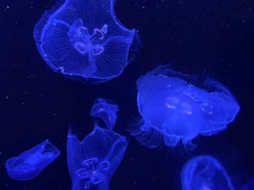 沖縄美ら海水族館に投稿された画像（2025/3/23）