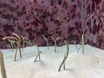 沖縄美ら海水族館に投稿された画像（2025/3/23）