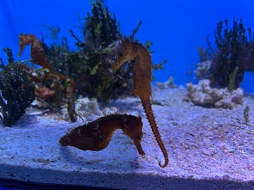 沖縄美ら海水族館に投稿された画像（2025/3/23）