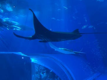 沖縄美ら海水族館に投稿された画像（2025/3/23）