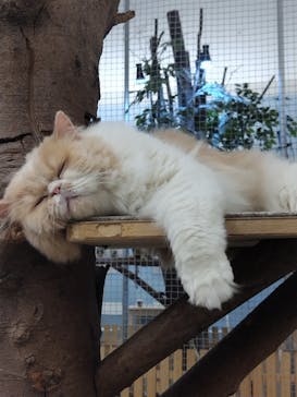 Moff アニマル カフェ イーアス 高尾店に投稿された画像（2025/3/23）