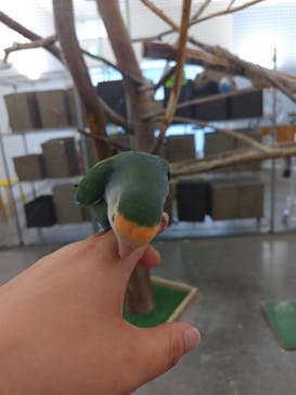 Moff アニマル カフェ イーアス 高尾店に投稿された画像（2025/3/23）