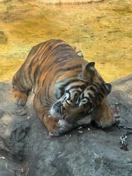 恩賜上野動物園に投稿された画像（2025/3/23）