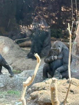 恩賜上野動物園に投稿された画像（2025/3/23）