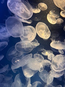 鴨川シーワールドに投稿された画像（2025/3/23）