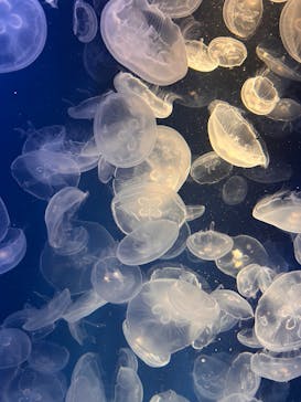 鴨川シーワールドに投稿された画像（2025/3/23）