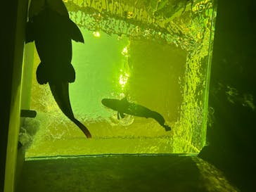 AQUARIUM × ART　atoaに投稿された画像（2025/3/23）