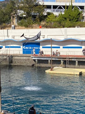 伊豆・三津シーパラダイスに投稿された画像（2025/3/23）