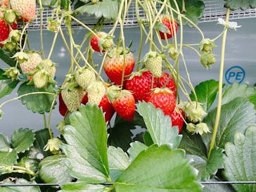 すごう農園直売所ピアッツァに投稿された画像（2025/3/23）