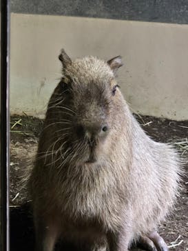 マクセル アクアパーク品川に投稿された画像（2025/3/23）