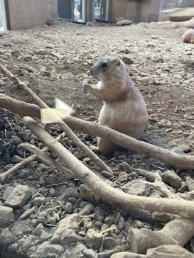 那須どうぶつ王国に投稿された画像（2025/3/23）