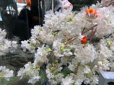 世界淡水魚園水族館　アクア・トトぎふに投稿された画像（2025/3/23）