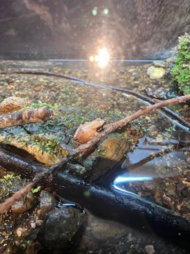 世界淡水魚園水族館　アクア・トトぎふに投稿された画像（2025/3/23）