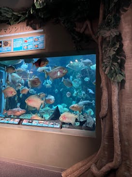 世界淡水魚園水族館　アクア・トトぎふに投稿された画像（2025/3/23）