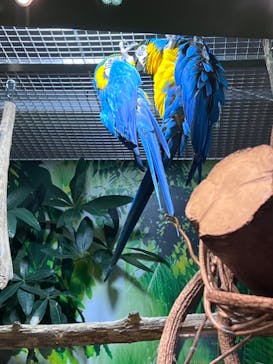 世界淡水魚園水族館　アクア・トトぎふに投稿された画像（2025/3/23）