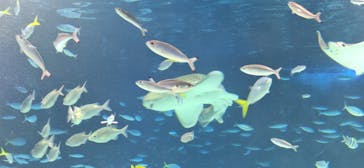 サンシャイン水族館に投稿された画像（2025/3/23）