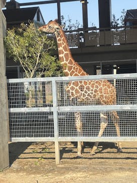 霞ケ浦 どうぶつとみんなのいえに投稿された画像（2025/3/23）