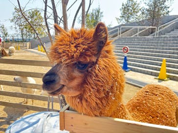 霞ケ浦 どうぶつとみんなのいえに投稿された画像（2025/3/23）