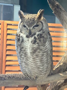 霞ケ浦 どうぶつとみんなのいえに投稿された画像（2025/3/23）