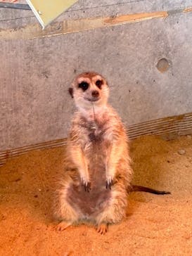 霞ケ浦 どうぶつとみんなのいえに投稿された画像（2025/3/23）