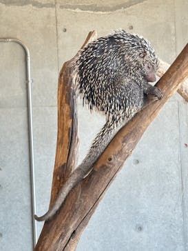 霞ケ浦 どうぶつとみんなのいえに投稿された画像（2025/3/23）