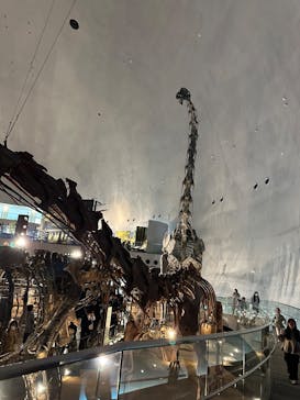 福井県立恐竜博物館に投稿された画像（2025/3/23）