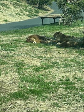 東京動物園協会_多摩動物公園に投稿された画像（2025/3/23）