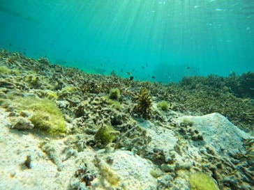 宮古島 ADVENTURE PiPi（ミヤコジマ アドベンチャー ピピ）に投稿された画像（2025/3/23）