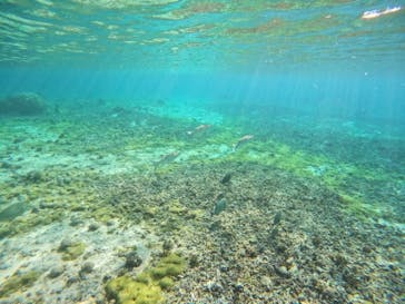 宮古島 ADVENTURE PiPi（ミヤコジマ アドベンチャー ピピ）に投稿された画像（2025/3/23）